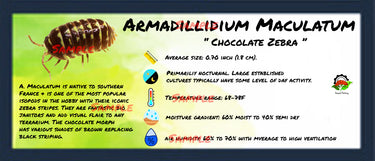 Armadillidium Maculatum Chocolate Zebra Isopod Bin Label